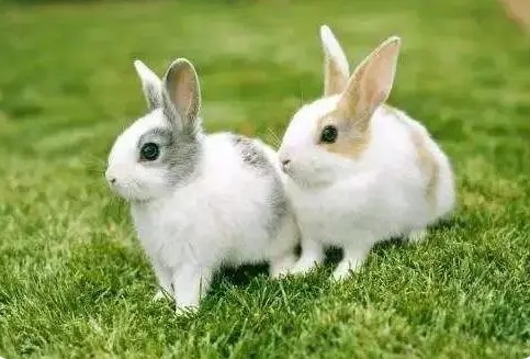 兔子怎么养？兔子吃什么食物？兔子一天吃多少合适？